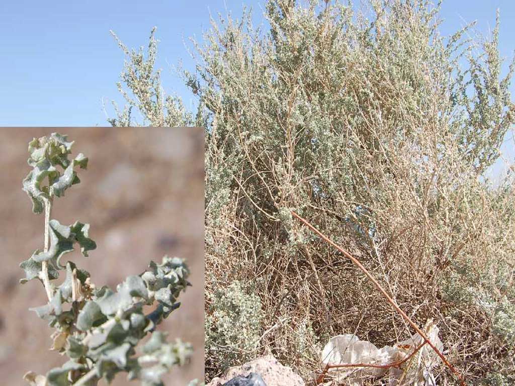 Atriplex lampa  Zampa nativa – 3 lts. – Andinia Flora Nativa