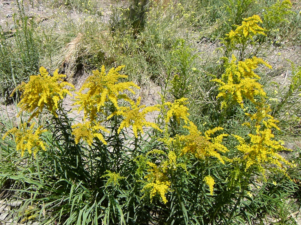 Jardines silvestres que proponen el reencuentro de flora y fauna