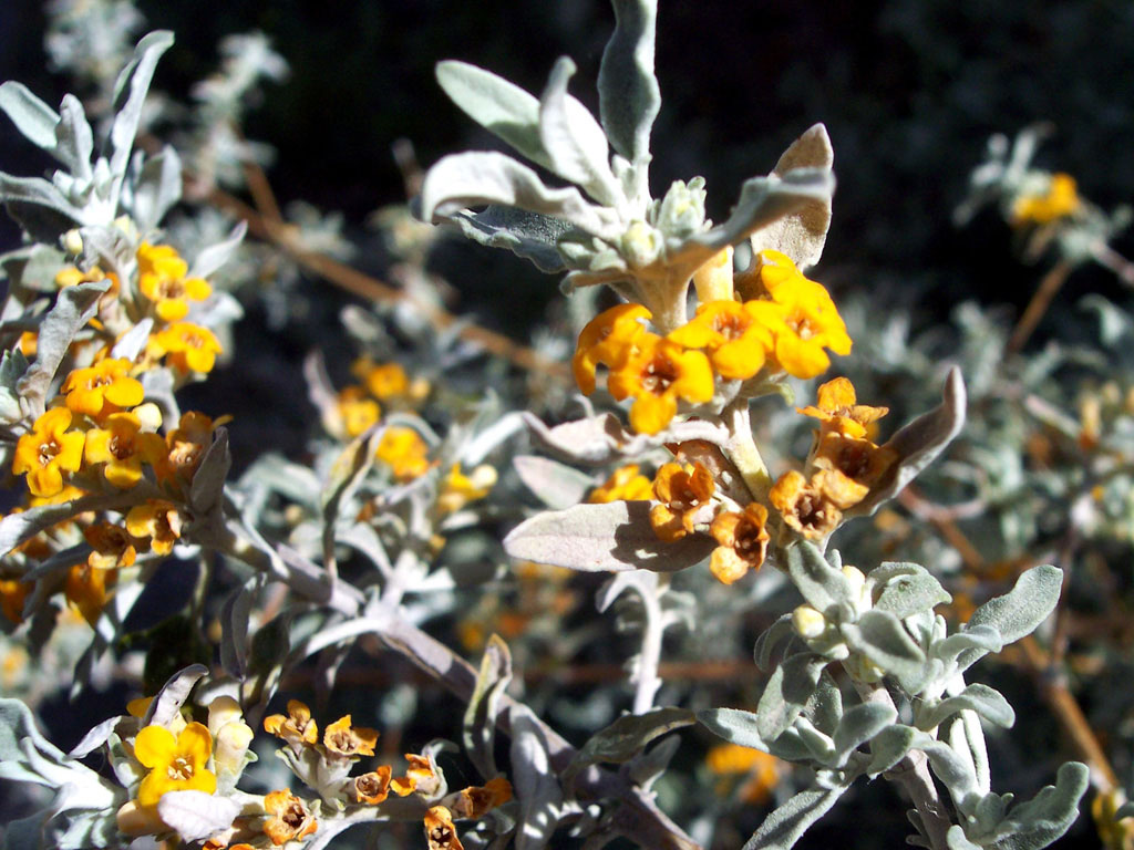 Salvia Blanca (Buddleja mendozensis) - EcoRegistros